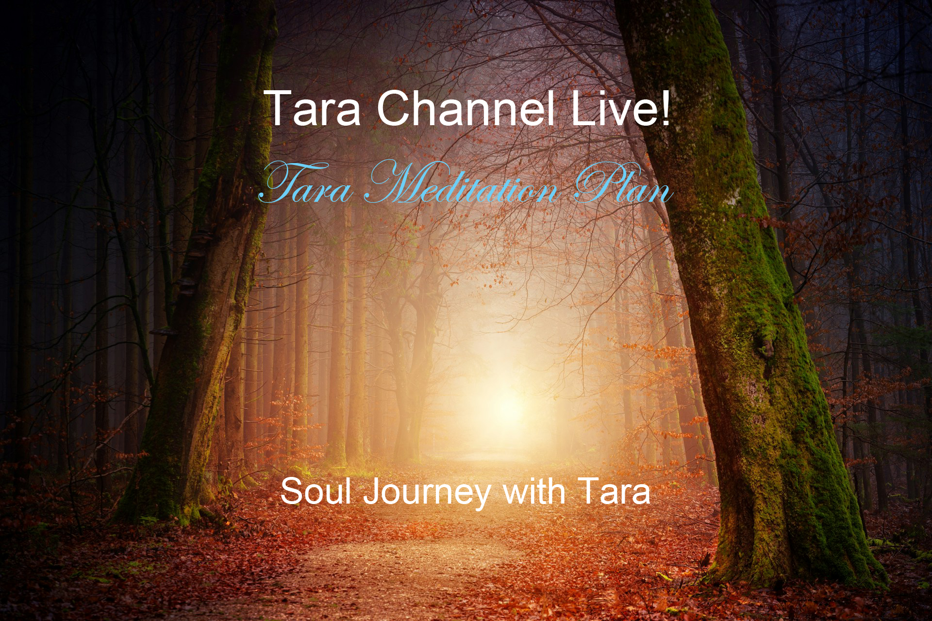 Tara Channel Live Tara Meditation Plan Soul Journey with Tara